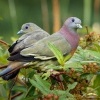 Holub papousci - Treron vernans - Pink-necked Green-Pigeon o2680